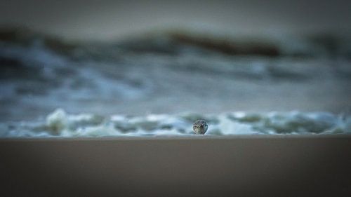 Drieteenstrandloper op het strand