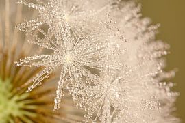 Before the wind carries me away: The fluff of a dandelion by Marjolijn van den Berg