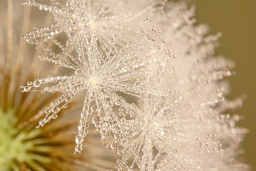 Voor de wind ze meeneemt: De pluisjes van een Paardenbloem