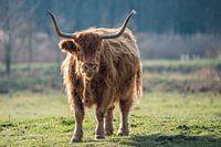 Scottish Highlander