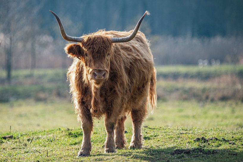 Scottish Highlander by Kees Ham