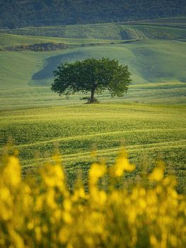 Eenzame boom Toscane, Italië