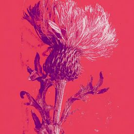 Modern botanisch distel in fel roze en paars van But First Framing