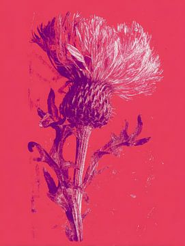 Moderne botanische Distel in leuchtendem Rosa und Lila von But First Framing