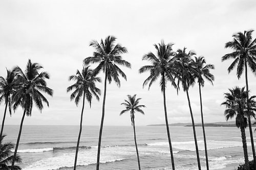 Palm Paradisebw