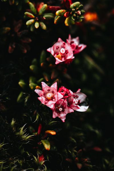Tiny pink flower drops by Elise van Gils