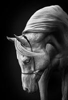 witte hengst