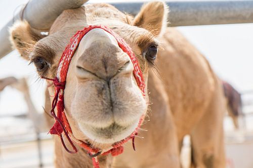 Portrait de chameau 1