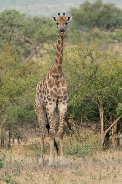 Giraffe, Zuid Afrika van Ingrid Sanders