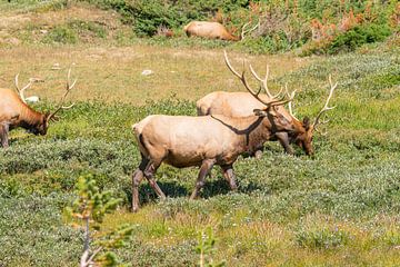 Hirsche in den Rocky Mountains von Louise Poortvliet