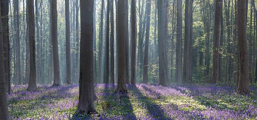 Hallerbos 2022 - 1