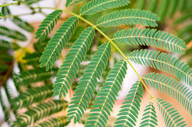 Grüne Blätter des Albizia julibrissin (Seidenbaum) – Minimalistische Makroaufnahme von Milcho Milev