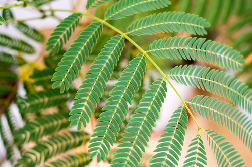 Groene Albizia Julibrissin (zijdeboom) – bladeren, minimalistische macrofoto