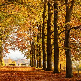 Beech avenue in autumn by Bert van Wijk