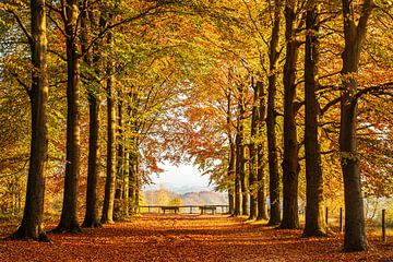 Buchenallee im Herbst von Bert van Wijk