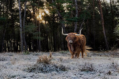 Highlander écossais dans un paysage hivernal et ensoleillé aux Pays-Bas.