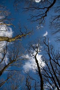 Bomen in de Lucht van Ronald Wilfred Jansen