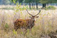 oestrus
