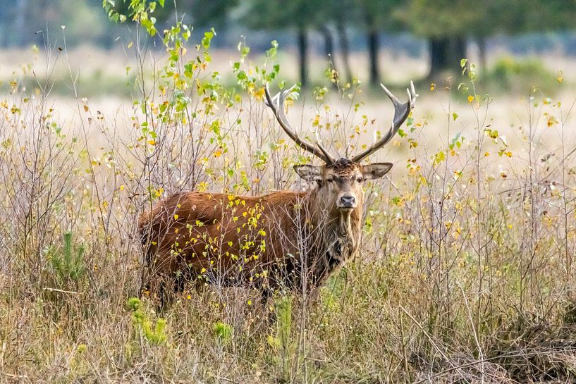 oestrus by Gh Verver Photography