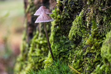 Mushroom on stump by Fokelien Broekstra