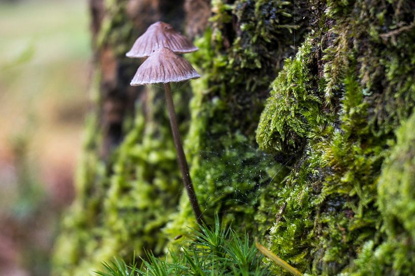 Pilz am Stumpf von Fokelien Broekstra