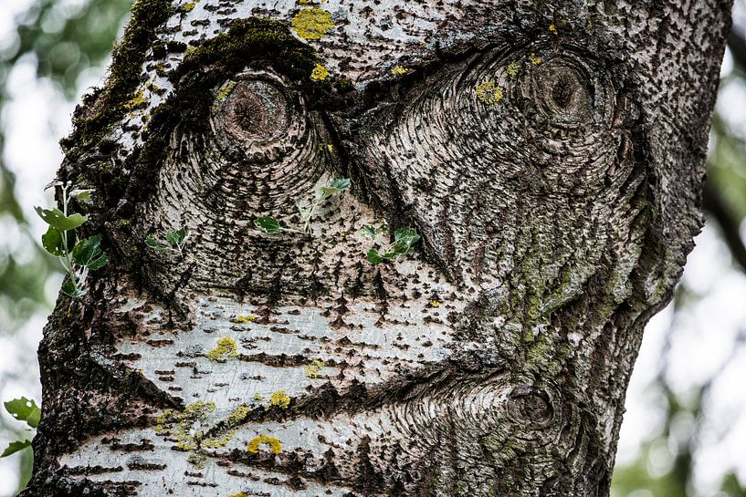 Tree with face by marco de Jonge