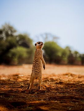 Meerkat in the Kalahari of Namibia, Africa by Patrick Groß