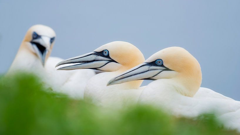 Basstölpel auf dem Nest von Francis Dost