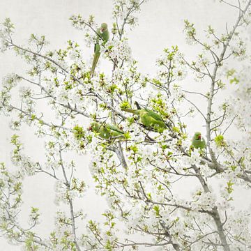 Japandi Style. Collared parakeets in Amsterdam. 2 by Alie Ekkelenkamp