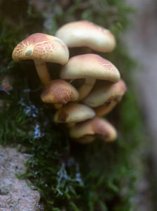 Champignons sur un tronc d'arbre