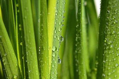 Goutte d'eau