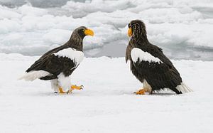 Aigles de mer de Steller sur glace flottante sur Harry Eggens