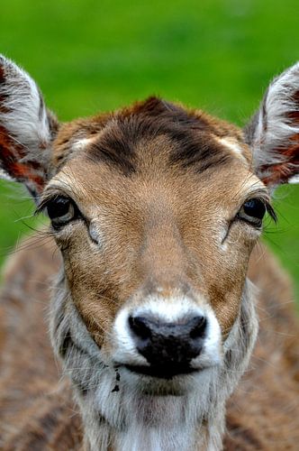 Herten portret 2