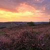 Heathlands Posbank bei Sonnenaufgang von FotoBob