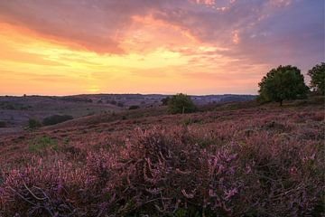 Heathlands Posbank at sunrise by FotoBob