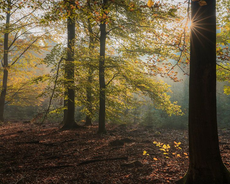 Speulderbos, Gueldre, Pays-Bas - 30 octobre 2019 : Une étoile de soleil derrière un arbre dans la fo par Anges van der Logt