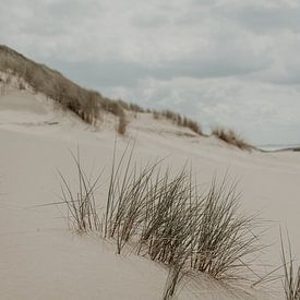 Herbe des dunes en mer sur Sanne van Pinxten