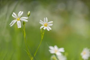 Große Mauer (Stellaria holostea)