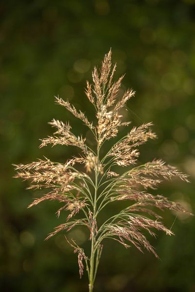 Plume. L'herbe. par Alie Ekkelenkamp