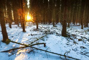 Zonsopkomst in besneeuwd bos (Nederland) van Marcel Kerdijk