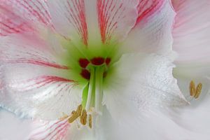 Witte amaryllis