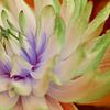 Een Dahlia bloem met kunstmatige kleuren van Jolanda de Jong-Jansen