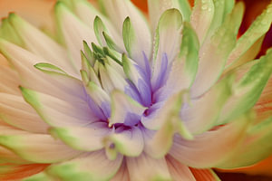 Een Dahlia bloem met kunstmatige kleuren