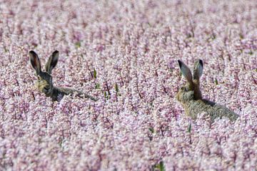 Playing hares by Peter Bartelings