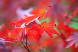 L'érable en éventail brille