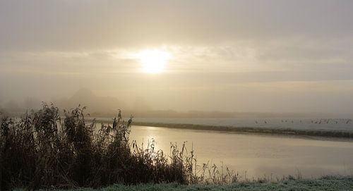 Boerderij in de mist