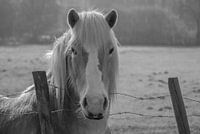 CHEVAL