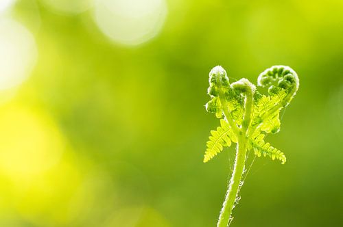 Varens sur Human- pictures