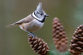 Mésange huppée (Lophophanes cristatus)