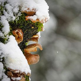 Pilze im Schnee von Tom Zwerver